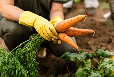 Going An Extra Mile For Organic With Biodynamic Farming